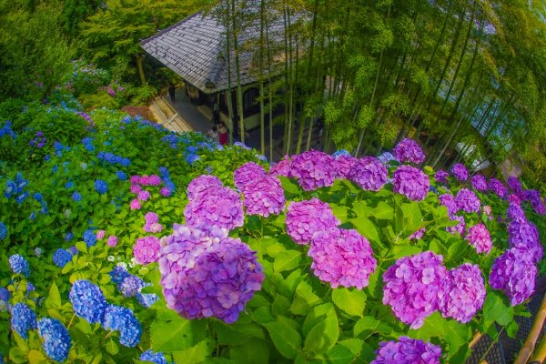 鎌倉, 長谷寺の紫陽花
