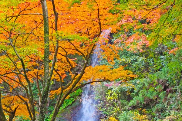 岐阜, 養老の滝, 紅葉