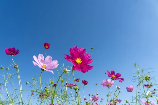 北海道・遠軽町の太陽の丘えんがる公園のコスモス