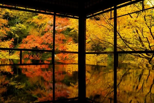 京都・瑠璃光院の床もみじ