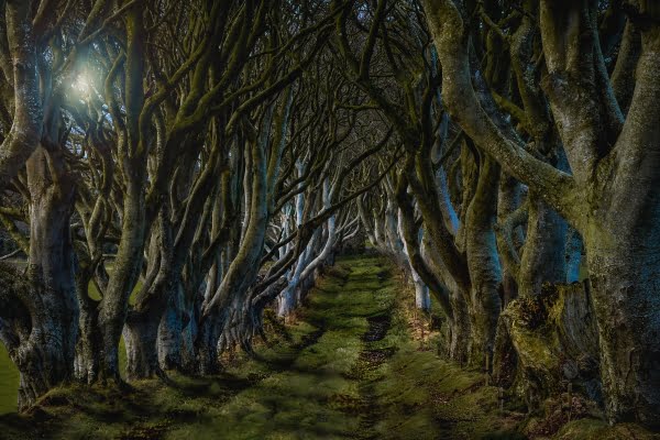 The Dark Hedges, Northern Ireland
