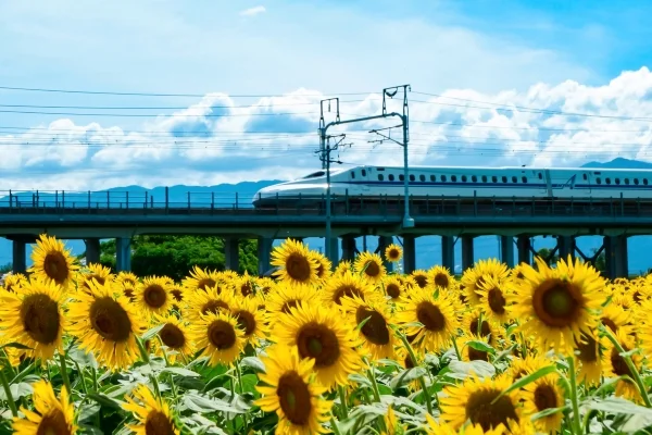 岐阜・大垣市の大垣ひまわり畑