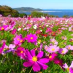 【福岡】能古島のコスモス畑｜青い海と空に映える80万本のコスモス！2023年の見頃・開花状況・アクセス・駐車場は？