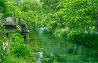 安曇野・大王わさび農場の清流