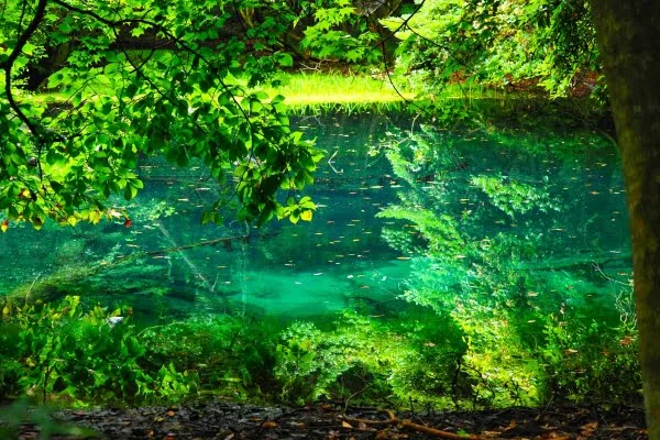 山形・遊佐町の丸池様