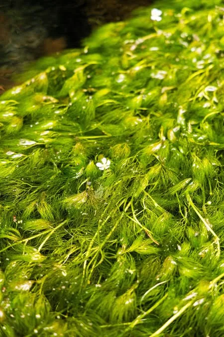 牛渡川の梅花藻