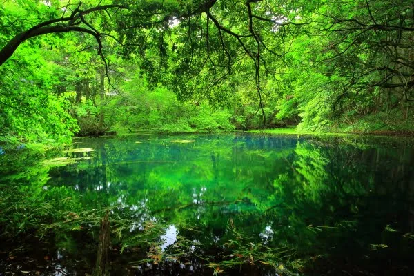 山形・遊佐町の丸池様