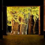 新宮熊野神社長床の大イチョウ｜2023年の紅葉見頃情報・ライトアップ・アクセス・駐車場は？