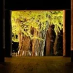 新宮熊野神社長床の大イチョウ｜2023年のライトアップ・黄葉（紅葉）見頃情報・アクセス・駐車場は？