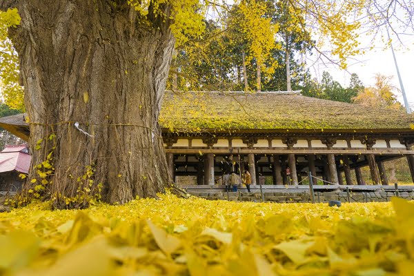 熊野新宮神社の大イチョウ, 喜多方, 福島
