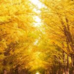 北海道大学イチョウ並木｜2023年の紅葉（黄葉）見頃情報・ライトアップ・アクセス・駐車場は？