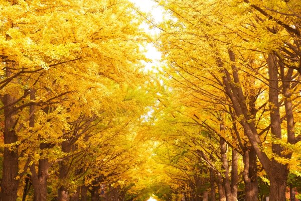 北海道大学, イチョウ並木