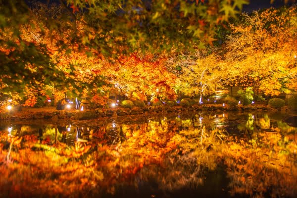 京都, 東寺, 紅葉ライトアップ