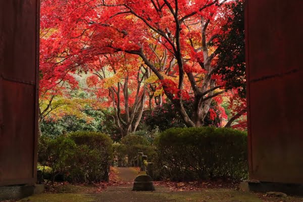 花と歴史の郷 蛇の鼻, 紅葉, 本宮, 福島