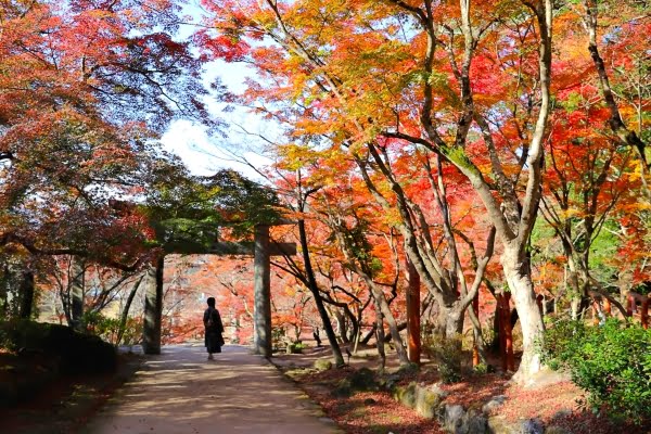 竈門神社, 福岡, 紅葉