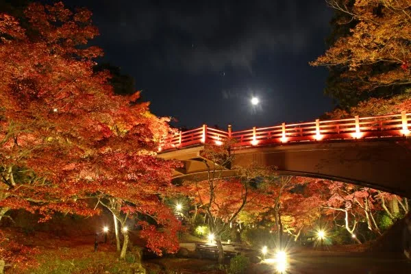 弥彦公園もみじ谷の紅葉ライトアップ