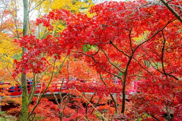 弥彦公園もみじ谷の紅葉