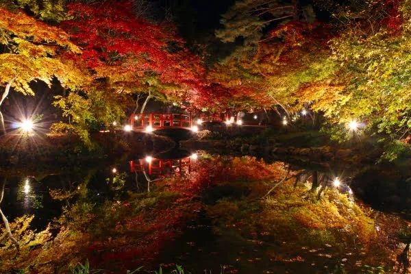 弥彦公園もみじ谷の紅葉ライトアップ