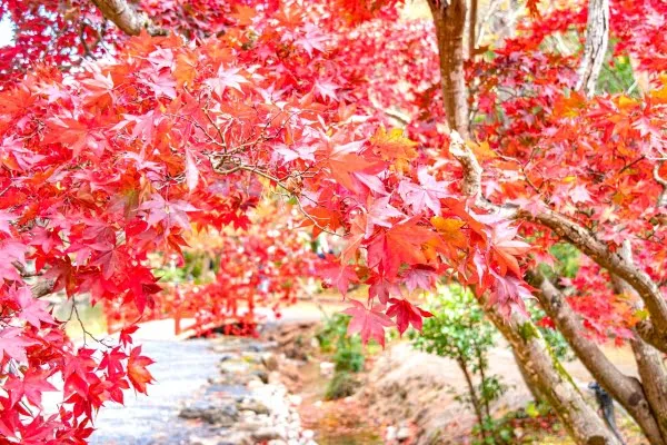 弥彦公園もみじ谷の紅葉