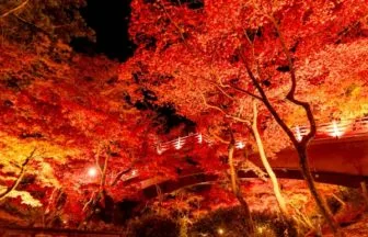 弥彦公園もみじ谷の紅葉ライトアップ