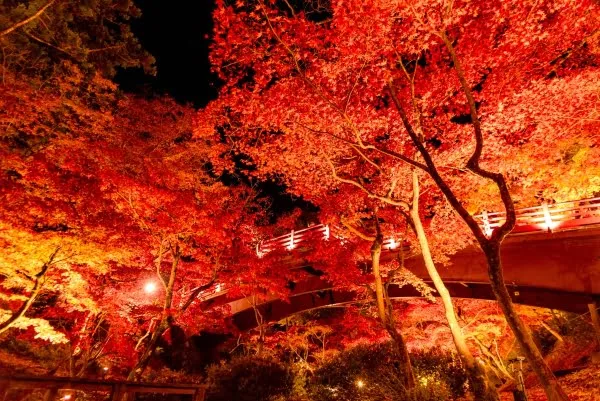 弥彦公園もみじ谷の紅葉ライトアップ