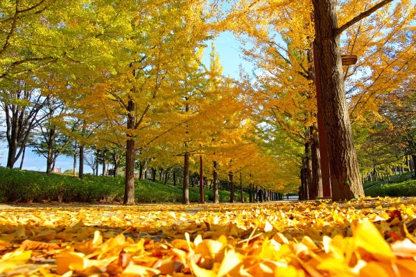 あづま総合運動公園のイチョウ並木, 福島