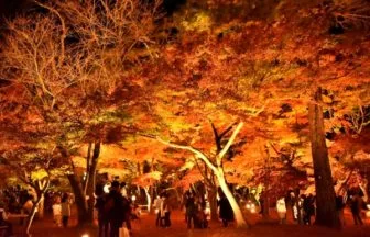 埼玉・長瀞の月の石もみじ公園の紅葉ライトアップ
