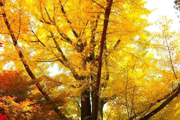 長野・大町市の霊松寺のイチョウ