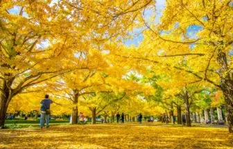 国営昭和記念公園のイチョウ並木
