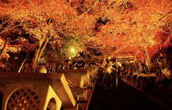 神奈川・大山の紅葉ライトアップ