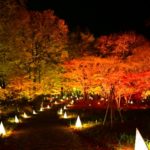 国営武蔵丘陵森林公園「紅葉見ナイト」｜2023年の紅葉ライトアップ・見頃・アクセス・駐車場は？