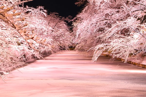 冬に咲くさくらライトアップ, 弘前公園, 青森