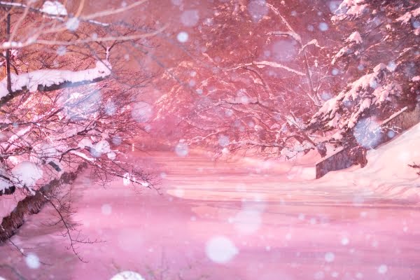 冬に咲くさくらライトアップ, 弘前公園, 青森