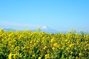 長井海の手公園ソレイユの丘, 菜の花, 横須賀, 神奈川