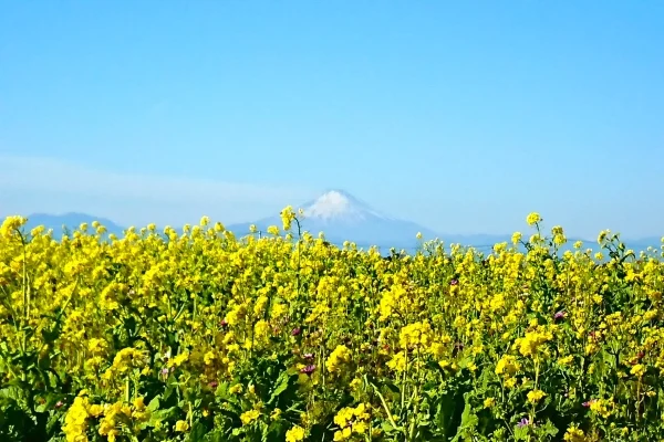神奈川・横須賀市のソレイユの丘の菜の花畑と富士山
