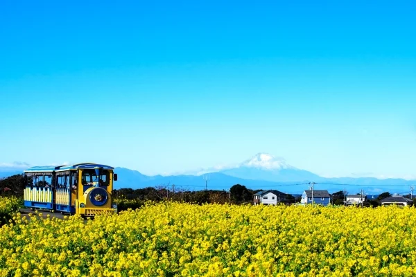 神奈川・横須賀市のソレイユの丘の菜の花畑と富士山