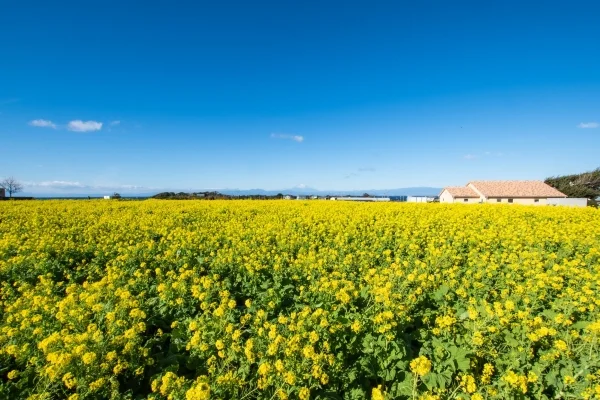 神奈川・横須賀市のソレイユの丘の菜の花畑