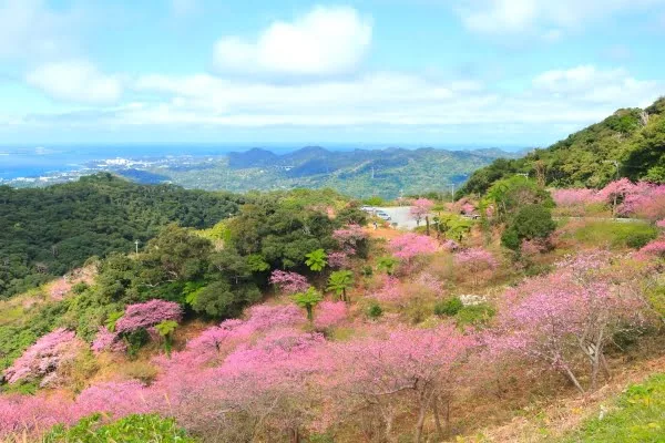 沖縄・本部町の八重岳の 寒緋桜2026