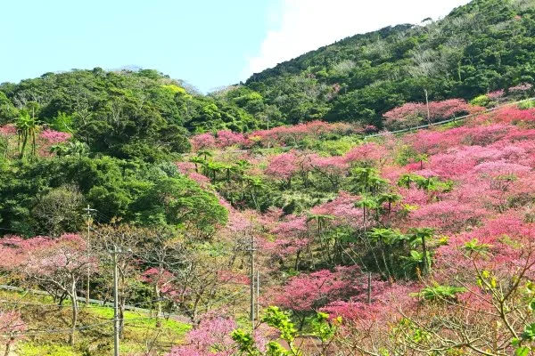 沖縄・本部町の八重岳の 寒緋桜