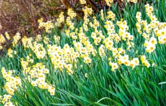千葉・鋸南町 日本三大群生地「をくずれ水仙郷」に咲く水仙の絶景