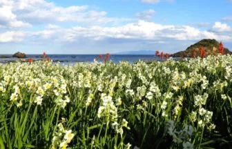 静岡・下田の爪木崎の野水仙2026