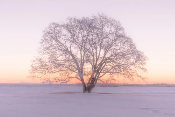 北海道・豊頃町のハルニレの木