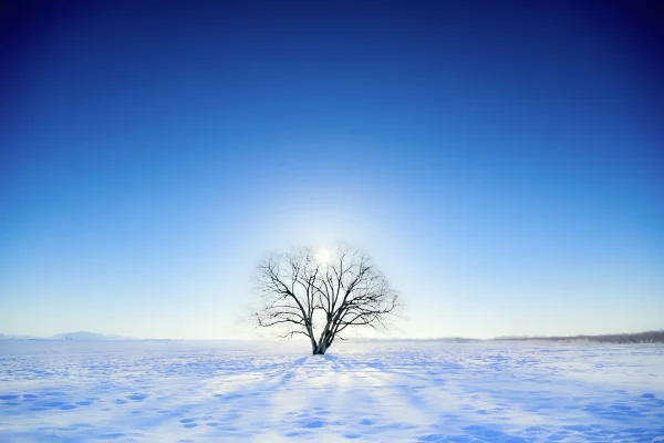 北海道・豊頃町のハルニレの木