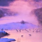 音羽橋・鶴居村｜厳冬の川霧に浮かぶタンチョウの絶景！観察スポット・時期・アクセス・駐車場は？