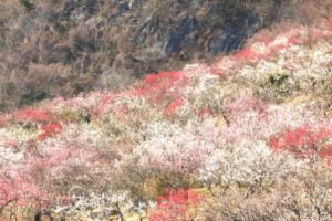 湯河原梅林, 梅の宴, 神奈川