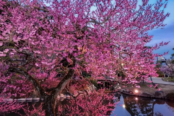 茨城・水戸市の偕楽園の梅のライトアップ
