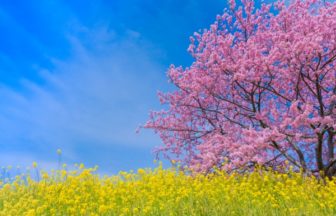 みなみの桜と菜の花まつり, 河津桜, 南伊豆町, 静岡