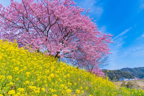 みなみの桜と菜の花まつり, 河津桜, 南伊豆町, 静岡 