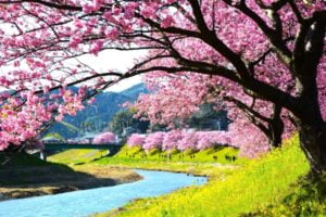 みなみの桜と菜の花まつり, 河津桜, 南伊豆町, 静岡
