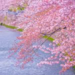 大岡川プロムナードの桜（横浜）｜2024年の見頃・開花状況・ライトアップ・アクセス・駐車場は？